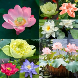 Jardinpatio 160+ Bowl Lotus Seeds Mixed Lotus Seeds for Planting Water Features Lotus Flower Seeds Indoor Bonsai Outdoor Pond Aquatic Plants Flowering Grow Easily