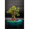 Barbados Dwarf Cherry Bonsai Tree in 6inch Pot Real Cherries