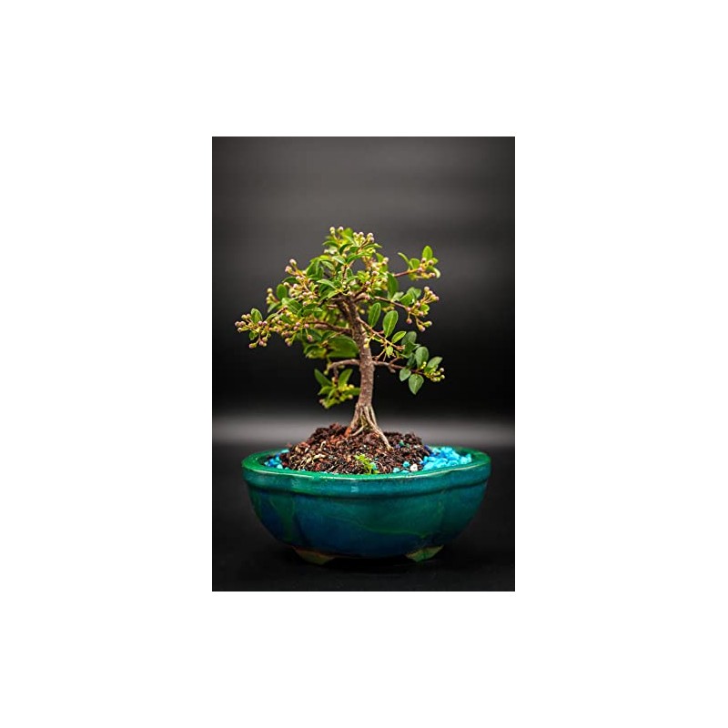 Barbados Dwarf Cherry Bonsai Tree in 6inch Pot Real Cherries