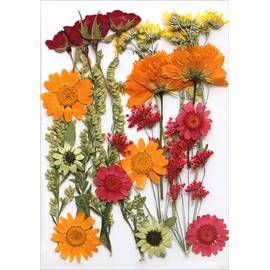 Flor prensada seca para moldes de resina, hojas de flores secas naturales para suministros de arte, manualidades, álbumes de recortes, joyería, fabricación de velas