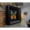 Real Framed Sunset Moth Display Shadow Box