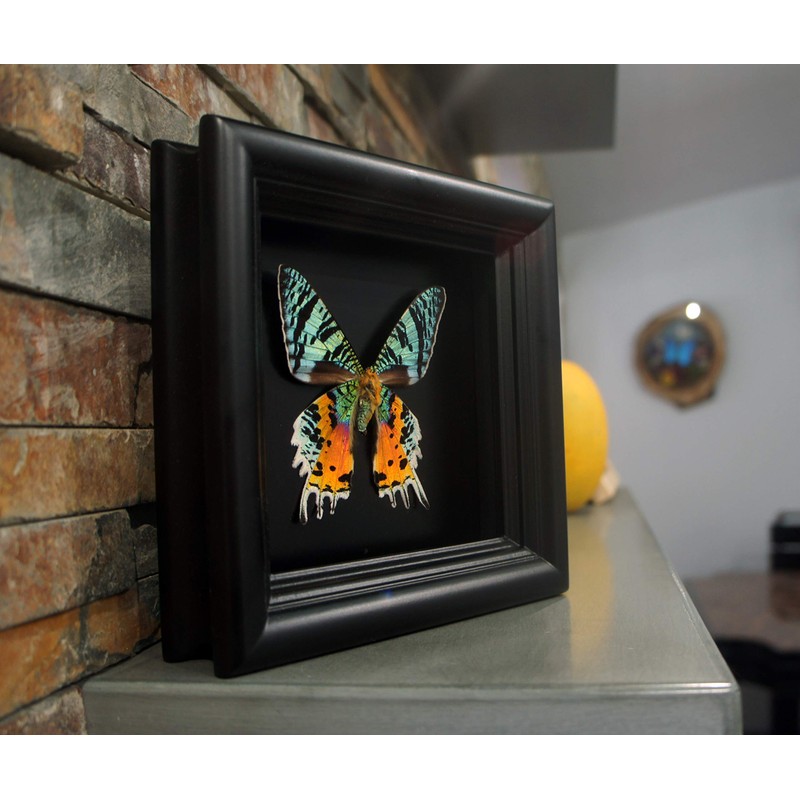 Real Framed Sunset Moth Display Shadow Box