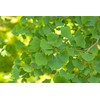 Lowhill Valley Ginkgo Biloba Leaf Herbal Tea - 100% Natural