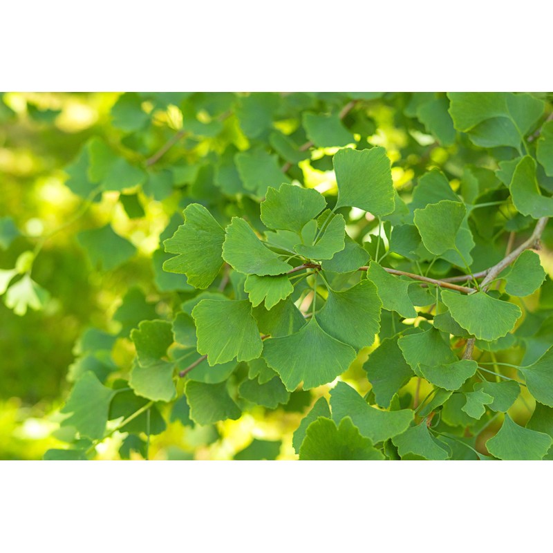 Lowhill Valley Ginkgo Biloba Leaf Herbal Tea - 100% Natural