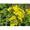 CEMEHA SEEDS - Seeds White Mustard Wild Non GMO Vegetable