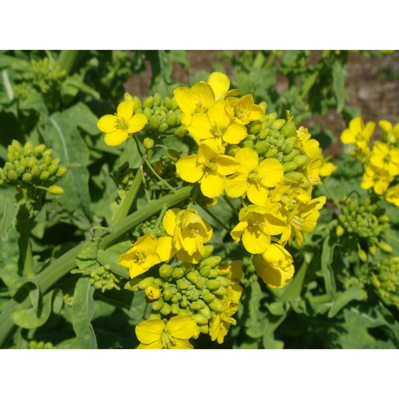 CEMEHA SEEDS - Seeds White Mustard Wild Non GMO Vegetable