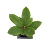 1 Arbutus Unedo Live Strawberry Tree Plant – Sweet Resilient