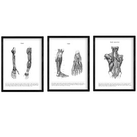 Nacnic Set of 3 Black and White Anatomy Posters with Pictures of the Human Body, Pack of Sheets on Biology with Arm, Leg and Back. A4 Size With Marco.