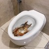 1 Pc 3D Cartoon Squirrel Toilet Sticker Creative Squirrel Toilet