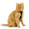 Cat Harness, Easy Walking Cat Harness 2.0 Escape Proof, Adjustable,