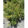 Tree POMEGRANATE TREE (Grafted) 3 Feet Tall.