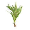 Hygro Pinna - Hygrophila pinnatifida bunched Live Aquarium Plants -