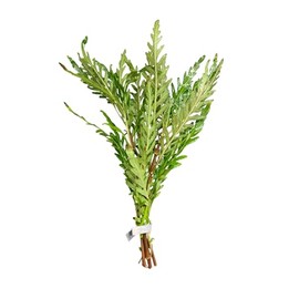 Hygro Pinna - Hygrophila pinnatifida bunched Live Aquarium Plants - Buy2get1