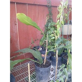 Epiphyllum Oxypetalum - Queen Of The Night - 1 Feet Long - Ship Bare Root