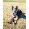 Vibrant Life Plush Duck Dog Toy with Honker