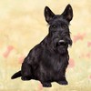 Scottish Terrier Tabletop Drink Coaster (1)