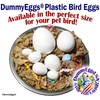 Plastic Budgie Eggs Stop Brooding & Laying! 8 Dummy Eggs