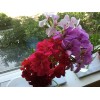 Freshcuts Ivy Geranium Four Colors 8 cuttings for rooting Pelargonium