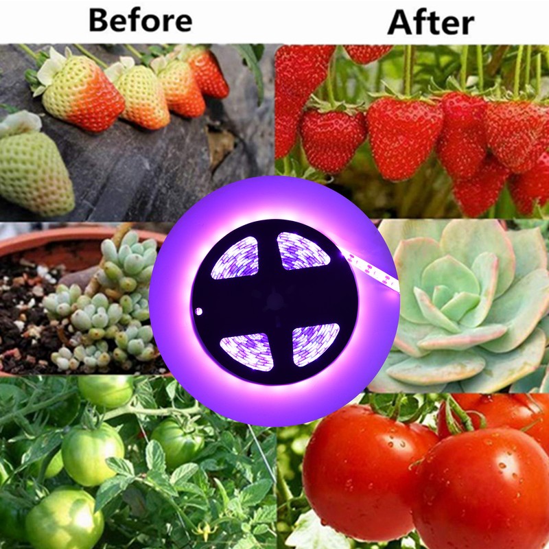 Solar Plant Grow Light Strip Eco Friendly 5W LED High