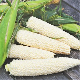 TomorrowSeeds Country Gentleman Sweet White Corn Seeds | Heirloom Shoepeg Shoe Peg Seed 2024