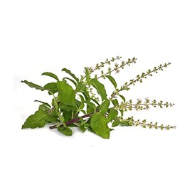 Holy Basil Tulsi Herbal Tea Ocimum tenuiflorum Premium Seed Packet