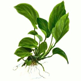 CANTON AQUATICS Anubias Barteri (Coffeefolia) - Dark Green Coloration- Strong Root Structure - All Natural & Organic Aquatic Plant - Long Lasting & Easy to Care - 3 Pack Potted