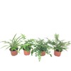Fern Variety Pack (4 Plants) (4" Pots)