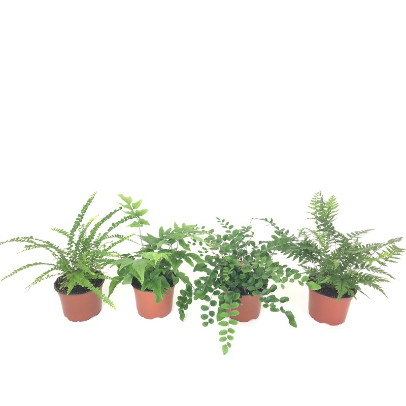 Fern Variety Pack (4 Plants) (4" Pots)
