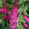 Proven Winner Miss Molly Buddleia 2 Gal, Pink and Red