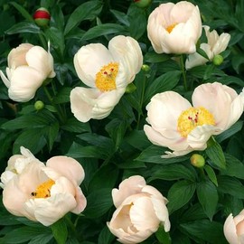 Peony Roots - Jumbo Bridal Bouquet - 6 Roots - Pink Flower Bulbs, Root Attracts Bees, Attracts Butterflies, Attracts Pollinators, Easy to Grow & Maintain, Fragrant, Container Garden