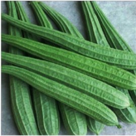 Green Garden Seeds Ridged gourd | 10 seeds | Chinese Okra |  Angled Luffa Gourd | Sigua  | Sponge