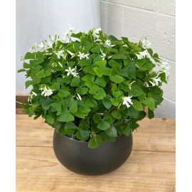 Oxalis Regnellii Lucky Green Shamrock Bulbs Easy Grow Perennial Love Plant - Five Bulbs