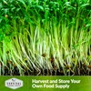 2 Packs Cilantro Microgreens Seeds for Planting and Growing -