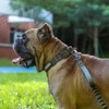 EXCELLENT ELITE SPANKER Collar de Perro táctico de Nylon Collar
