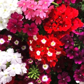 Vervain Verbena Multicolor Flower Mix 70+ Non-GMO Seeds for Planting