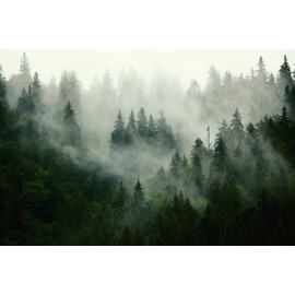 Muralo Photo Wallpaper Forest in Fog Wall Wallpaper Trees Green Nature Living Room Bedroom Dining Room Modern Wall Pictures XXL Landscape Panorama Wall Decoration (Non-Woven Fabric, Width 368 cm x