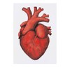 'Human Heart' Temporary Tattoo - Water Resistant, Skin-Safe, Non-Toxic Transfer