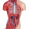 HAMModel Human Torso Anatomy Model – Removable Organs, Heart, Brain,