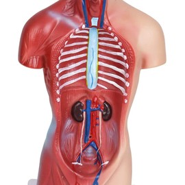 HAMModel Human Torso Anatomy Model – Removable Organs, Heart, Brain, Lungs – Medical Educational Tool for Students, Teachers, Healthcare Professionals