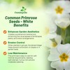 Outsidepride White Common Primrose Seeds - 200 Pcs Perennial, Hardy,