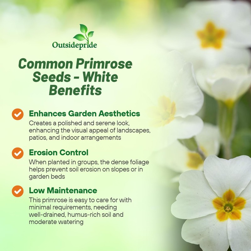 Outsidepride White Common Primrose Seeds - 200 Pcs Perennial, Hardy,
