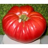 Large Tomato 100 Pounds Seeds for Planting Around 25 Seeds