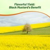 Outsidepride Black Mustard Seeds - 10000 Pcs Nutrient-Rich, Flavorful Annual
