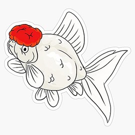 Magnet Fancy Goldfish - Oranda Magnet Bumper Sticker Car Magnet Flexible Reuseable Magnetic Vinyl 5"