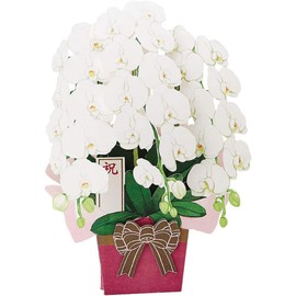 [My Melody] melamine square tray in or ☆ Sanrio melamine tableware series