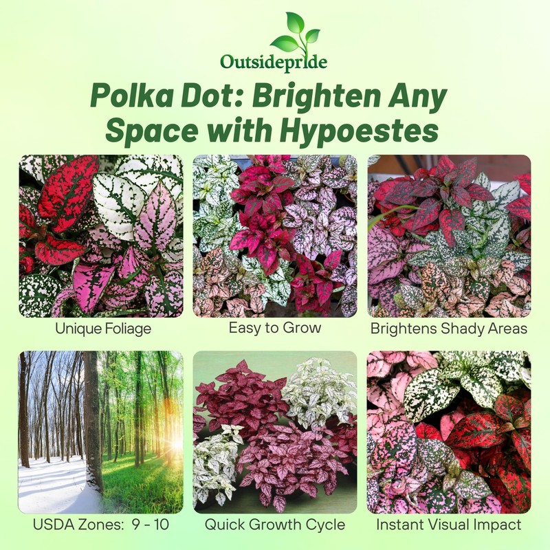 Outsidepride Splash Select Mixed Hypoestes Seed for Planting - 100