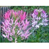 SeedsUP - 200+ Seeds Spider Plant Queen Mix Cleome -