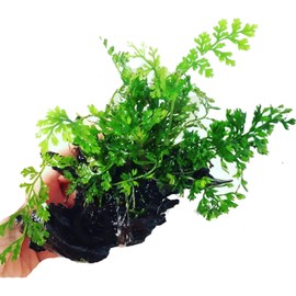 Mainam Mini Bobiltis Planted on Driftwood 2-4" Bolbitis Heteroclita Difformis Live Aquarium Plant Java Fern