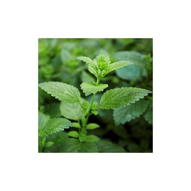Everwilde Farms - 1/4 Lb Lemon Balm Herb Seeds -