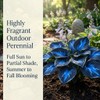 Hosta Flower Bulbs for Garden Edges, Broad Leaf Appeal, 2